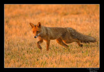 © Objectif Loutre - Stéphane Raimond -  renard