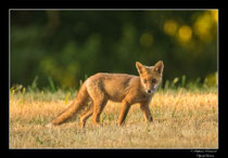 © Objectif Loutre - Stéphane Raimond -  renardeau