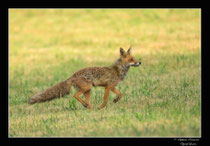 © Objectif Loutre - Stéphane Raimond -  renarde