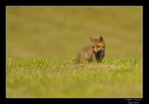 © Objectif Loutre - Stéphane Raimond -  renardeaux