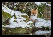 © Objectif Loutre - Stéphane Raimond - Renard