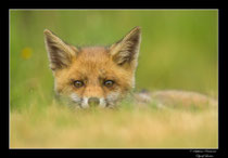 © Objectif Loutre - Stéphane Raimond -  renardeau