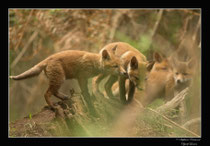 © Objectif Loutre - Stéphane Raimond -  renardeaux