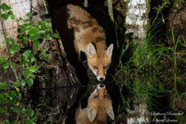 © Objectif Loutre - Stéphane Raimond - Reflet de renard