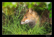 © Objectif Loutre - Stéphane Raimond -  renarde