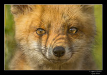 © Objectif Loutre - Stéphane Raimond -  renardeau