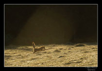 © Objectif Loutre - Stéphane Raimond -  renarde en mulotage dans une trouée de lumière