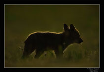 © Objectif Loutre - Stéphane Raimond -  renardeau