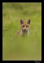 © Objectif Loutre - Stéphane Raimond -Renardeau