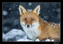 © Objectif Loutre - Stéphane Raimond - Renard dans la neige