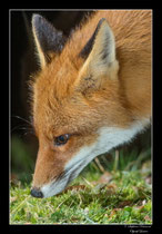 © Objectif Loutre - Stéphane Raimond - Renard
