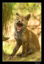 © Objectif Loutre - Stéphane Raimond -  renardeaux