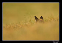 © Objectif Loutre - Stéphane Raimond -  renardeau