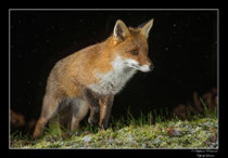 © Objectif Loutre - Stéphane Raimond - Renard