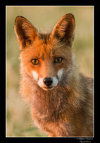 © Objectif Loutre - Stéphane Raimond -  renard