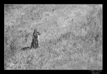 © Objectif Loutre - Stéphane Raimond -  renard