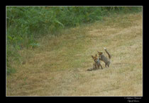 © Objectif Loutre - Stéphane Raimond -  renardeaux