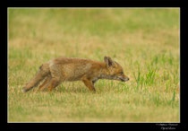 © Objectif Loutre - Stéphane Raimond -  renardeau