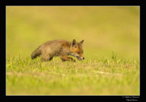 © Objectif Loutre - Stéphane Raimond -  renardeaux