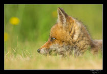 © Objectif Loutre - Stéphane Raimond -  renardeau