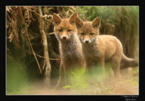 © Objectif Loutre - Stéphane Raimond -  renardeaux