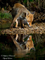 © Objectif Loutre - Stéphane Raimond - Reflet de renard