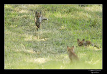 © Objectif Loutre - Stéphane Raimond - Les renards et renardeaux