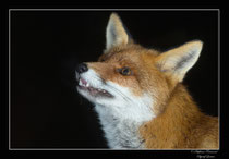 © Objectif Loutre - Stéphane Raimond - Portrait de renard