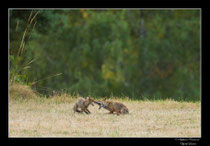 © Objectif Loutre - Stéphane Raimond -  renardeau et renarde