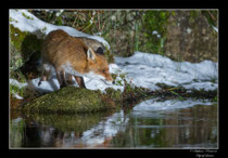 © Objectif Loutre - Stéphane Raimond - Renard