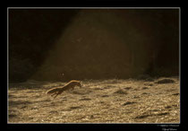 © Objectif Loutre - Stéphane Raimond -  renarde en mulotage dans une trouée de lumière