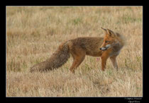 © Objectif Loutre - Stéphane Raimond -  renard