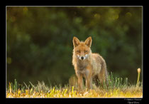 © Objectif Loutre - Stéphane Raimond -  renard