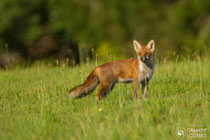 © Objectif Loutre - Stéphane Raimond - renard