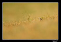 © Objectif Loutre - Stéphane Raimond -  renardeau