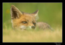 © Objectif Loutre - Stéphane Raimond -  renardeau