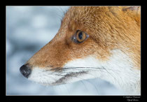 © Objectif Loutre - Stéphane Raimond - Portrait de renard