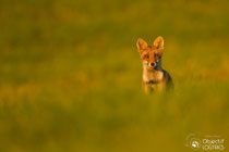 © Objectif Loutre - Stéphane Raimond -  jeune renard