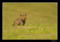 © Objectif Loutre - Stéphane Raimond -  renardeaux
