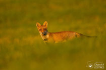 © Objectif Loutre - Stéphane Raimond -  jeune renard