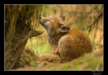 © Objectif Loutre - Stéphane Raimond -  renardeaux