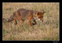© Objectif Loutre - Stéphane Raimond -  renard