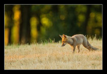 © Objectif Loutre - Stéphane Raimond -  renardeau