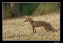 © Objectif Loutre - Stéphane Raimond -  renard