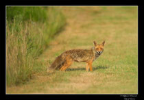 © Objectif Loutre - Stéphane Raimond -  renarde