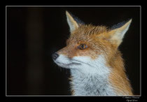 © Objectif Loutre - Stéphane Raimond - Renard