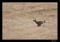 © Objectif Loutre - Stéphane Raimond -  renardeau et hanneton