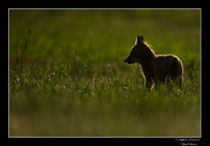 © Objectif Loutre - Stéphane Raimond -  renardeau