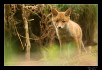 © Objectif Loutre - Stéphane Raimond -  renardeau