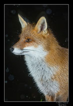 © Objectif Loutre - Stéphane Raimond - Renard